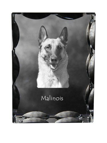 Malinois chien berger belge - malinois,