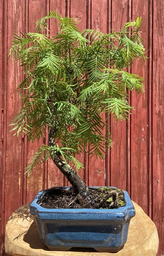 Bonsaï metasequoia chine - bonsaÏ,