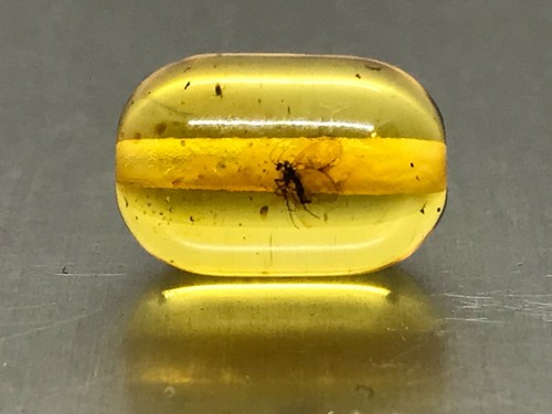 Ambre baril perle insect - ambre,
