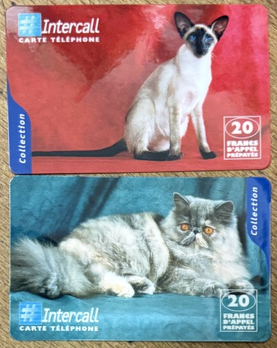 Chat siamoi persan - siamoi, carte
