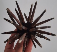 curiosité , taxidermie : Énorme Oursin Imperialis Naturalisé #6