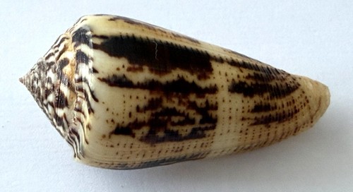 Coquillage conidae magus - coquillage,