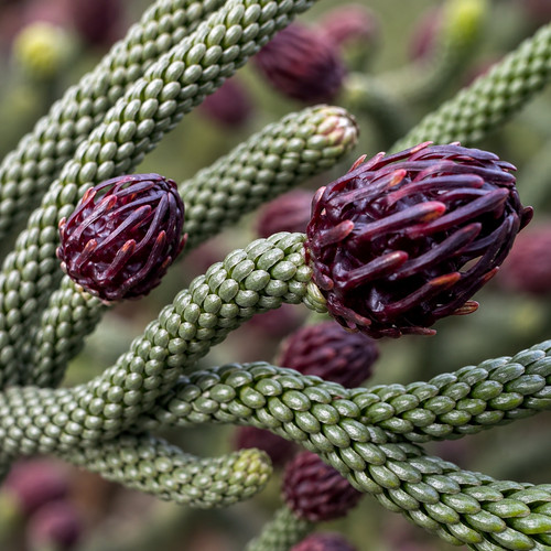 Dacrydium araucarioides seeds - dacrydium,