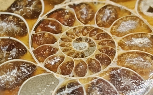 Amonite fossile coupé deux - coupé, en