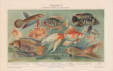 AQUARIUM Poissons Betta Voile Lithographie De 1905 Tête De Téléscope