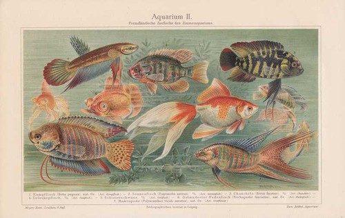 Aquarium poissons betta voile - betta,