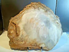 FOSSILES.   BOIS FOSSILE. Tranche polie.  Haut Atlas, MAROC.  Bois pétrifié...