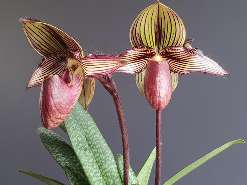 Flacon paphiopedilum - de,