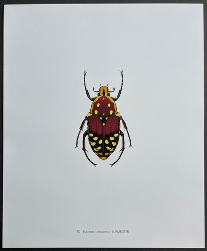 Entomologie euchroea - entomologie,