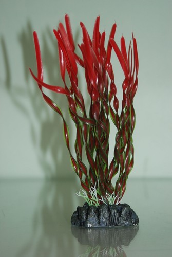 Aquarium plante tropical - aquarium,
