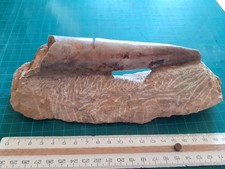 Belemnite 16cm ottange france - belemnite,