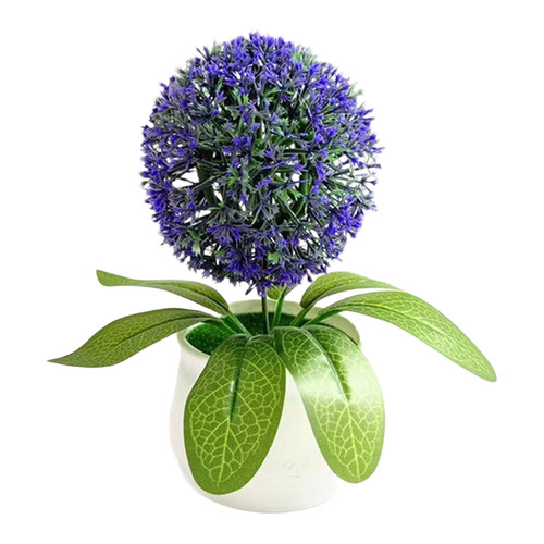 Plante boule succulente