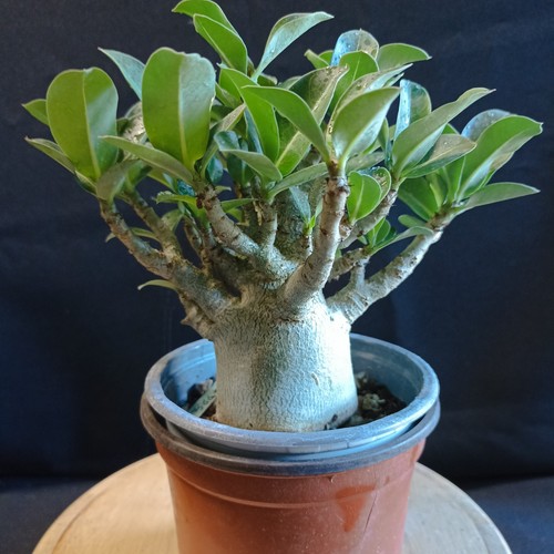 Adenium arabicum moopha x - ',