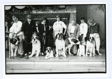 PHOTO, concours beauté présentation chien / dog Saint Bernard vers 1980