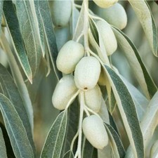Graines eleagnus - 5,