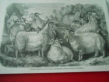 Gravure 1855 - Nouveau