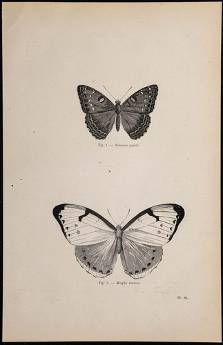 1869 papillons limenitis - 1869,