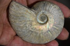 RARE ammonite Aioloceras