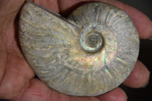 Rare ammonite aioloceras - ammonite,