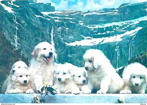 Carte postale animaux - postale,