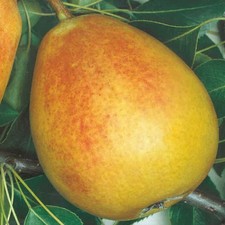 PLANTE FRUITIÈRE MAIS FAUSSE