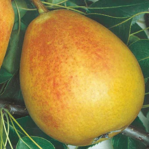 Plante fruitière mais fausse - mais,