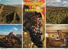 Carte Postale - Vignes -