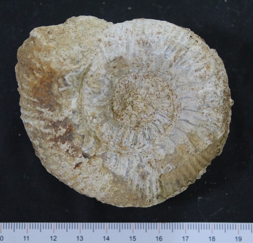 Ammonite fossile bajocien - fossile,