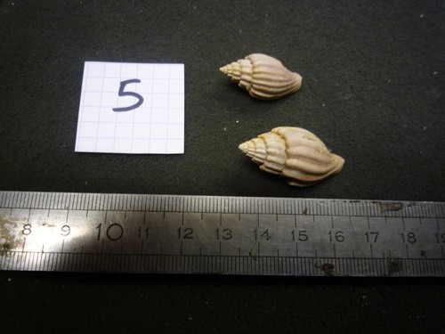 207 lyria turgidula - 207.04,
