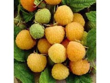 Framboise jaune Golden Queen  (10 graines fraiches)