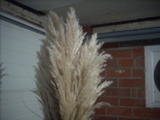 7 veritable magnifique plume blanche