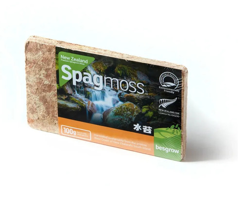Sphaigne bonsai partir de - sphaigne,