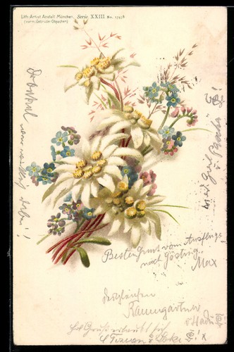 Edelweiss fleurs avec - edelweiss, en
