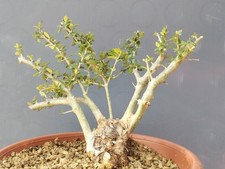 Bonsaï olivier robuste 24 x