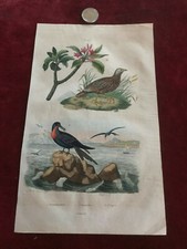 gravure ancienne faune et