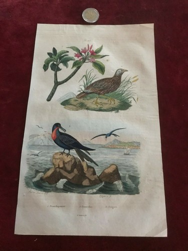 Gravure ancienne faune - gravure,