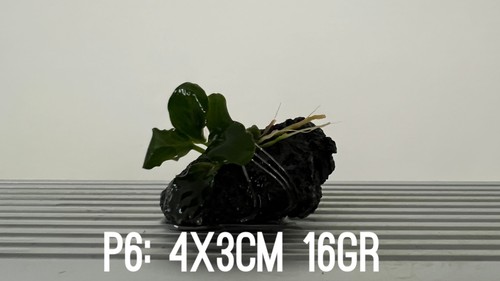 Plante aquarium anubias - plante,