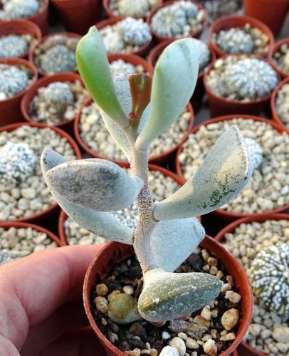 Adromischus procurvus - adromischus, 'procurvus'