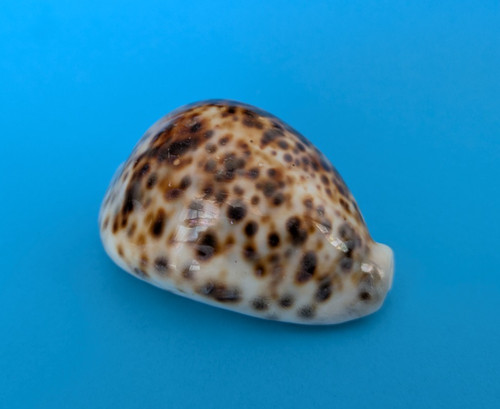 Cypraea tigris - , mm