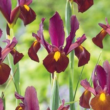Bulbes d'iris hollandais bulbes fleurs Iris Red Ember 10 pcs