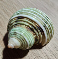 Rare coquillage turbo Nacre cabinet de curiosité