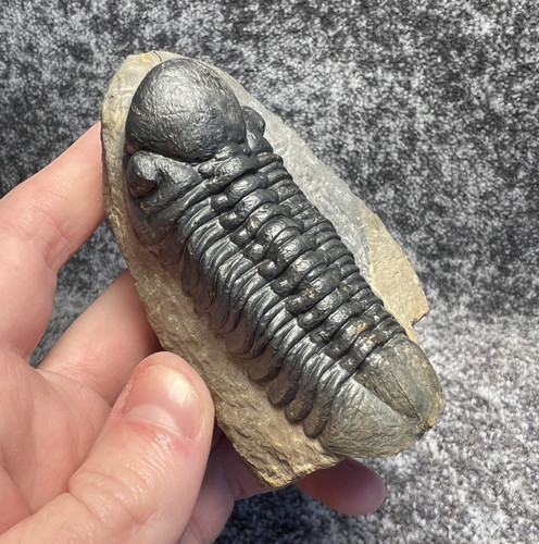 Reedops trilobite fossil - trilobite,