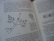 RARE PLANTES FOSSILES RAPPORT