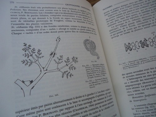 Rare plantes fossiles rapport - plantes,