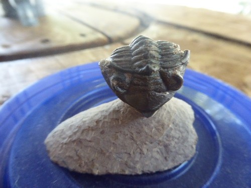 Trilobite leonaspice - trilobite,
