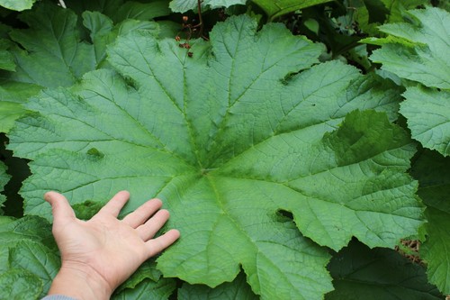Darmera peltata feuillage - °,