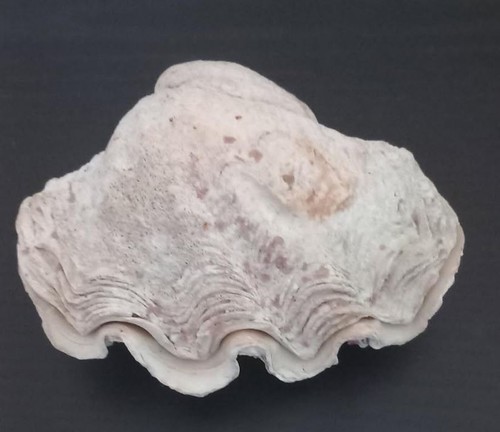 Coquillage petit bénitier - coquillage,