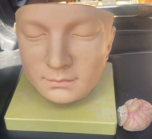 Somso anatomical head - bs-5,