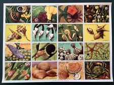 planche pédagogie école coquillages n°175  Arnaud éditeur 1963 24x33cm  TBE