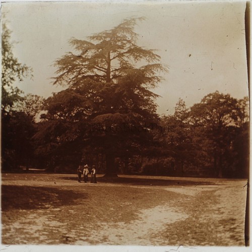 Bois verrières ile - bois,